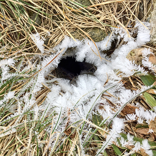 Photo of the entrance to a mole's burrow, surrounded by ice rime