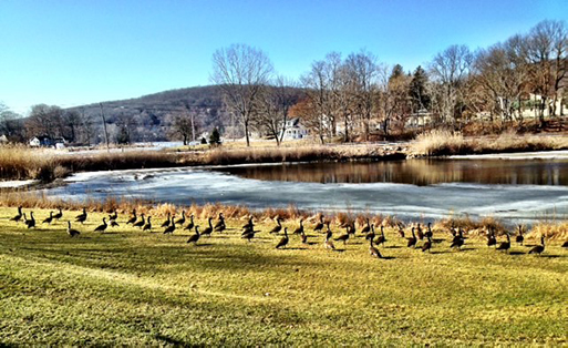 Photo of a larg number of Canada geese gathered on in an open area on the shore of a pond