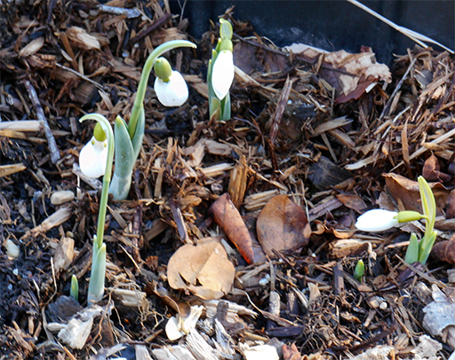Photo of four snodrop plants each with green leaves and a blossom bud