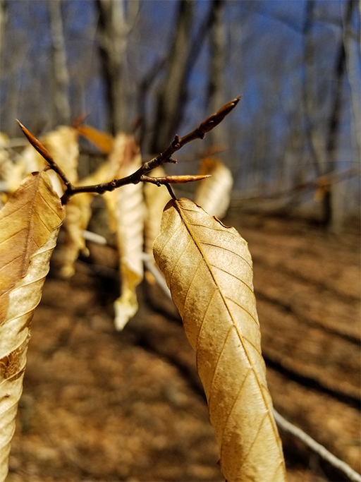 Photo of American beech twig with leaf bud and still-cliniging leaves from last summer