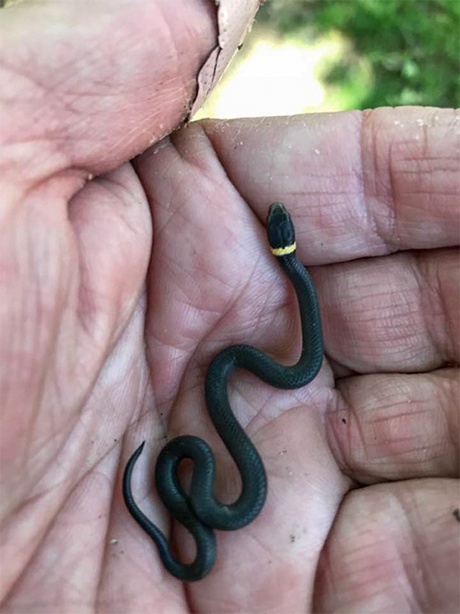 Photo of a young ring-necked snake (Diadophis punctatus) in the palm of Jim's hand