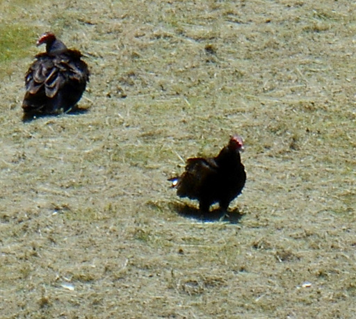 Photo of two turkey vultures searching a mowed pasture