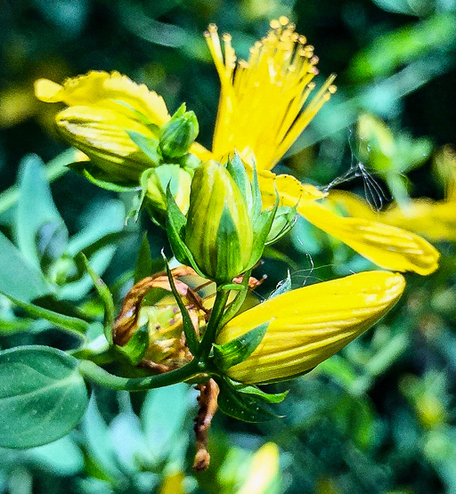Photo of a blooming St. John's wort with a spider web attached to its blossom
