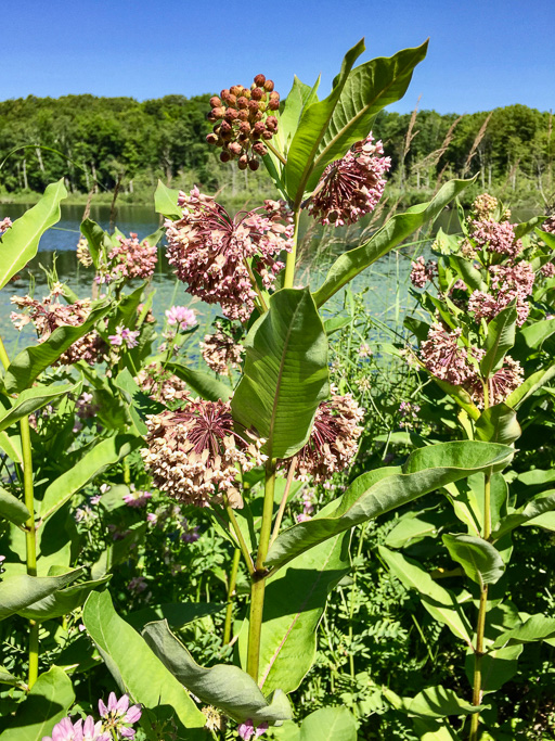 Photo of common milkweed in bloom.