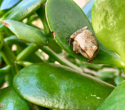 Photo of a spring peeper (Pseudacris crucifer) perched on the leaf of a potted jade plant