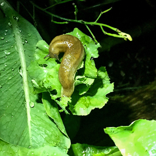 Photo of a slug doing what slugs do: eating.